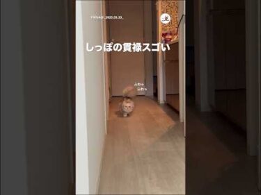 うめこんぶさんのランウェイ｜PECO