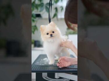 プリティーなポメラニアンをカットしたら・・・💓