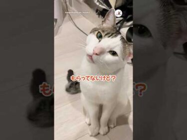 今日のおやつもう終わったんだけど…｜PECO