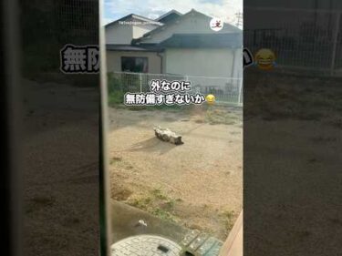 外なのに無防備すぎないか😂｜PECO