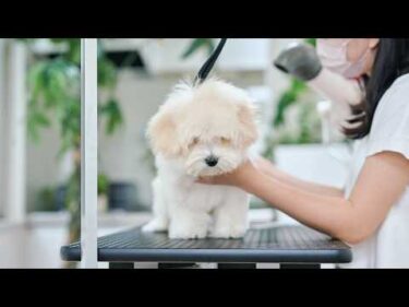 生後4ヶ月のマルプー、初トリミングで可愛すぎるぬいぐるみになっちゃった