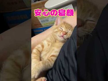 パパがいるから大丈夫｜PECO