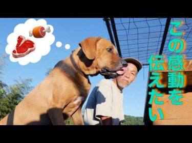 【感動】完全に土佐犬のイメージが激変する動画！ 保健所から来た土佐犬と驚きのバーベキュー
