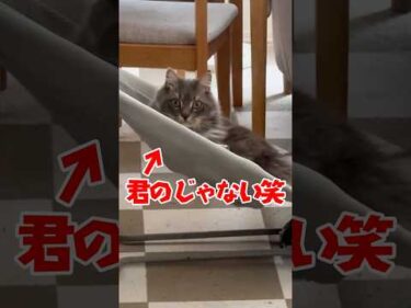 息子用なのに…笑｜PECO