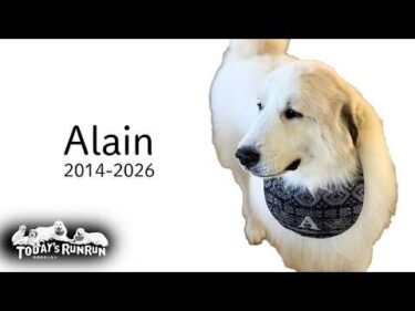 アランが旅立ちました。　Great Pyrenees　グレートピレニーズ