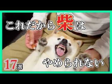 【拒否柴・頑固柴・ナメすぎ柴17選】もはや小さな暴君🐕️🔥｜PECO