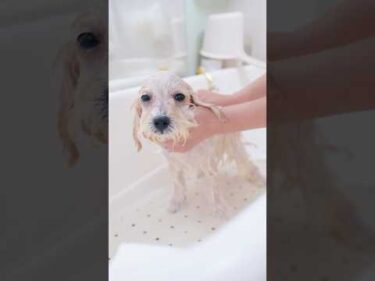 【動画全編は⬆️】初カットでぬいぐるみに変身しちゃうマルプー