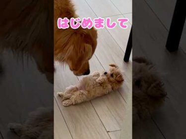 はじめましてのふたり｜PECO