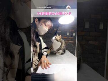 三本足猫さんの猫パンチ｜PECO