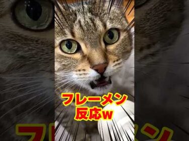 リコーダー吹いてたらフレーメンされた｜PECO