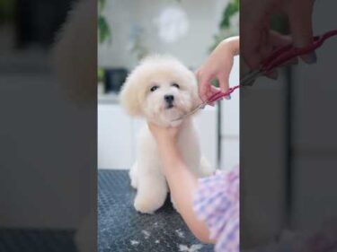 もふもふビションプーの子犬が初トリミングで・・・