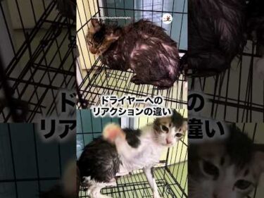 ドライヤーへのリアクションの違い｜PECO