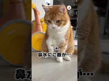 鼻水についたご飯｜PECO