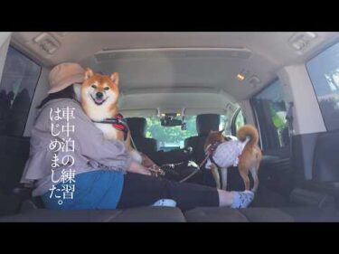 柴犬と車中泊の練習してみた。