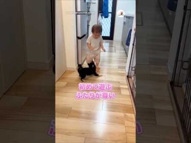 初めて甥っ子と遊んだ子柴が尊い🥺｜PECO