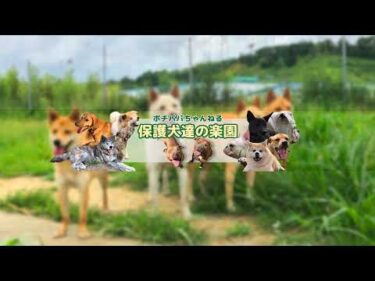 【ライブ】犬の躾相談8月11日19時より配信