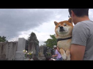 お盆で見せた柴犬の様子を、飼い主は見逃しませんでした。