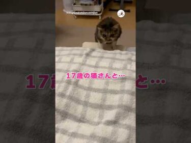 17歳シニア猫さんが寝床に来てくれた｜PECO