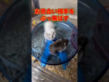 お見合い相手をふっとばすハム｜PECO