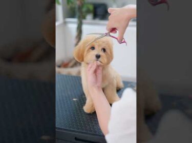 最後には熟睡しちゃうマルプー子犬の初トリミング😴