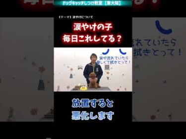 涙やけが気になる犬に毎日やってほしいこと