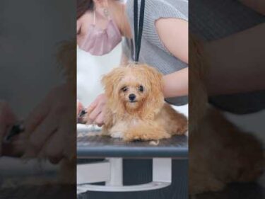 【動画全編は⬆️】バッサリカットで大変身したら・・・✂️