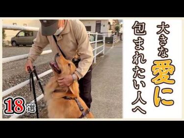 とにかく人が大好き❤️愛情いっぱいなゴールデンレトリバーの動画【18選】｜PECO