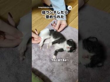 寝ウンチして褒められる子猫｜PECO