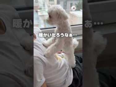 お腹の上でやられた｜PECO