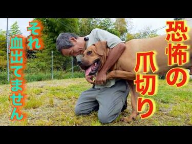 【最悪です】爪切り苦手な飼い主さんへ土佐犬カツオくん