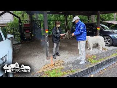 お盆の迎え日を焚いてご先祖様をお迎えしたベルとリリーです　Great Pyrenees　グレートピレニーズ
