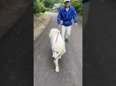 Lily リリー #greatpyrenees #todaysrunrun #グレートピレニーズ #今日のルンルン