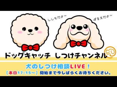 【本日 17:15~】犬のしつけ相談ライブ☆ゲリラライブ