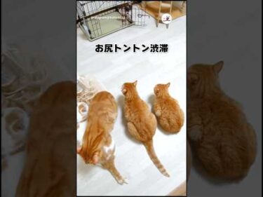 お尻トントン渋滞中｜PECO