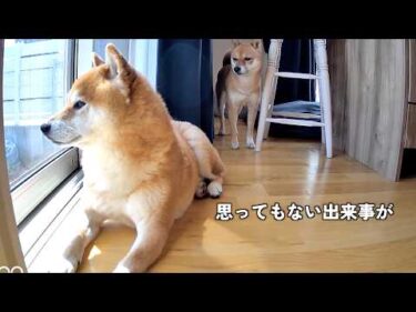 柴犬たちをお留守番させたら、最後にまさかの出来事が…