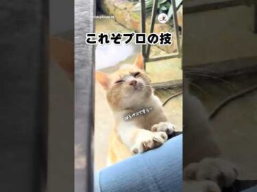 そんな顔されたら…｜PECO