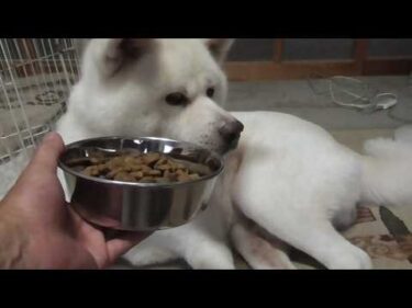 【秋田犬ゆうき】夕食どうしようかな？と思っても飼い主の食べなさい圧力は食べるまで続くので食べる【akita dog】