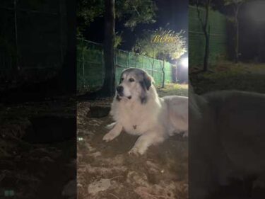 Belle ベル #greatpyrenees #todaysrunrun #グレートピレニーズ #今日のルンルン