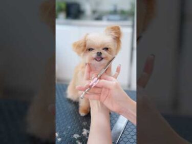 トリミング中ずっと舌が出ちゃうチワプー👅❗️