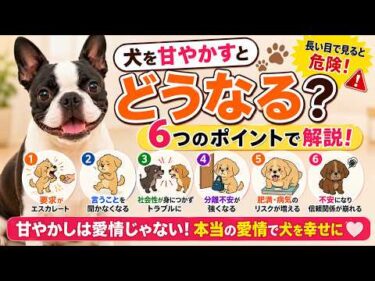 犬を甘やかしすぎると危険？知らないうちに起こる6つの変化【見やすく改良】