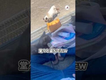堂々と盗んでたw｜PECO