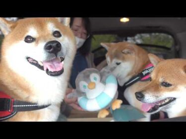 柴犬3匹で車中泊練習、ハチだけ様子が違いました