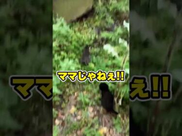 鳴きマネしたら子猫出てきた｜PECO