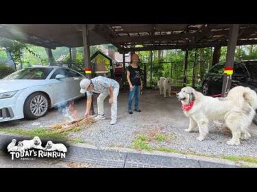 送り火でルンルンとアランを見送ったベルとリリーです　Great Pyrenees　グレートピレニーズ