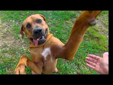 土佐犬を飼ってはいけない理由