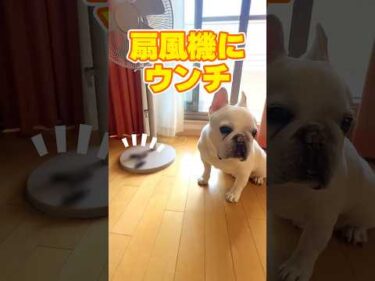 新品の扇風機の上にウンチ落ちてた｜PECO