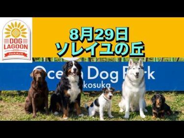 8月29日ソレイユ ドッグラグーン 2026 SUMMER
