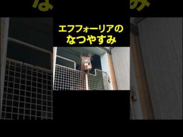エフフォーリアのなつやすみ
