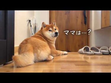 大好きなママと妹がいない…柴犬は様子がおかしくなりました。