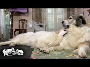 ベルLoveでウザ絡みするリリーと根気よく相手をするベルです　Great Pyrenees　グレートピレニーズ